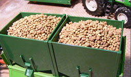 Raccolto trebbiatura