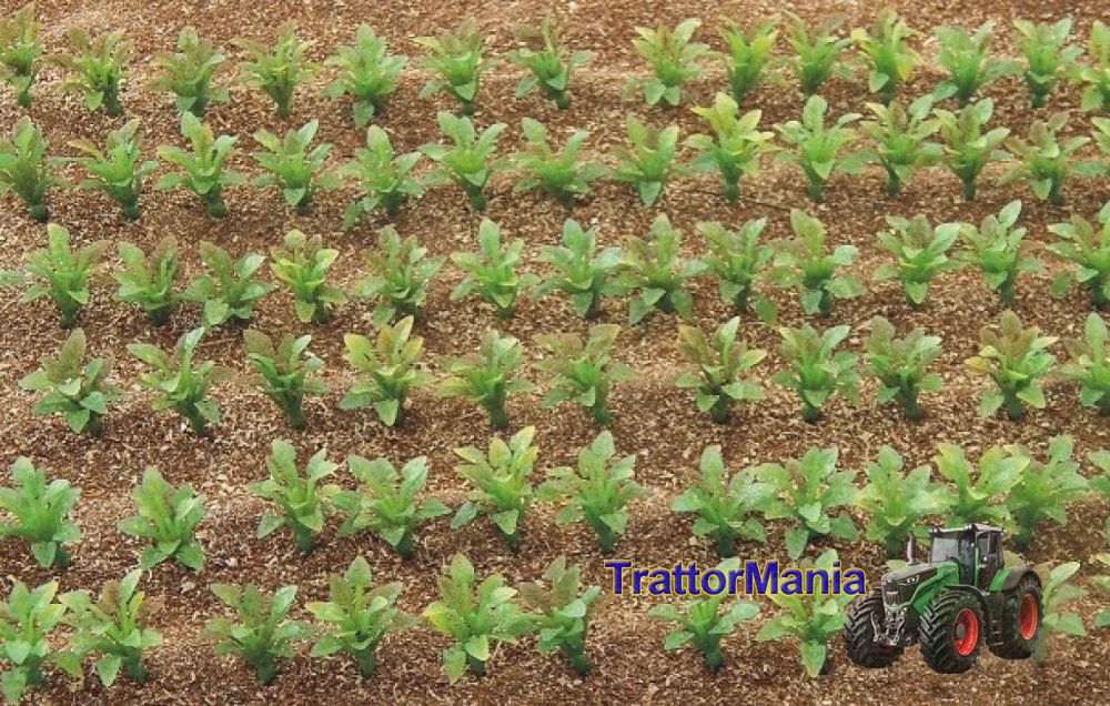 25 piante barbabietola da zucchero